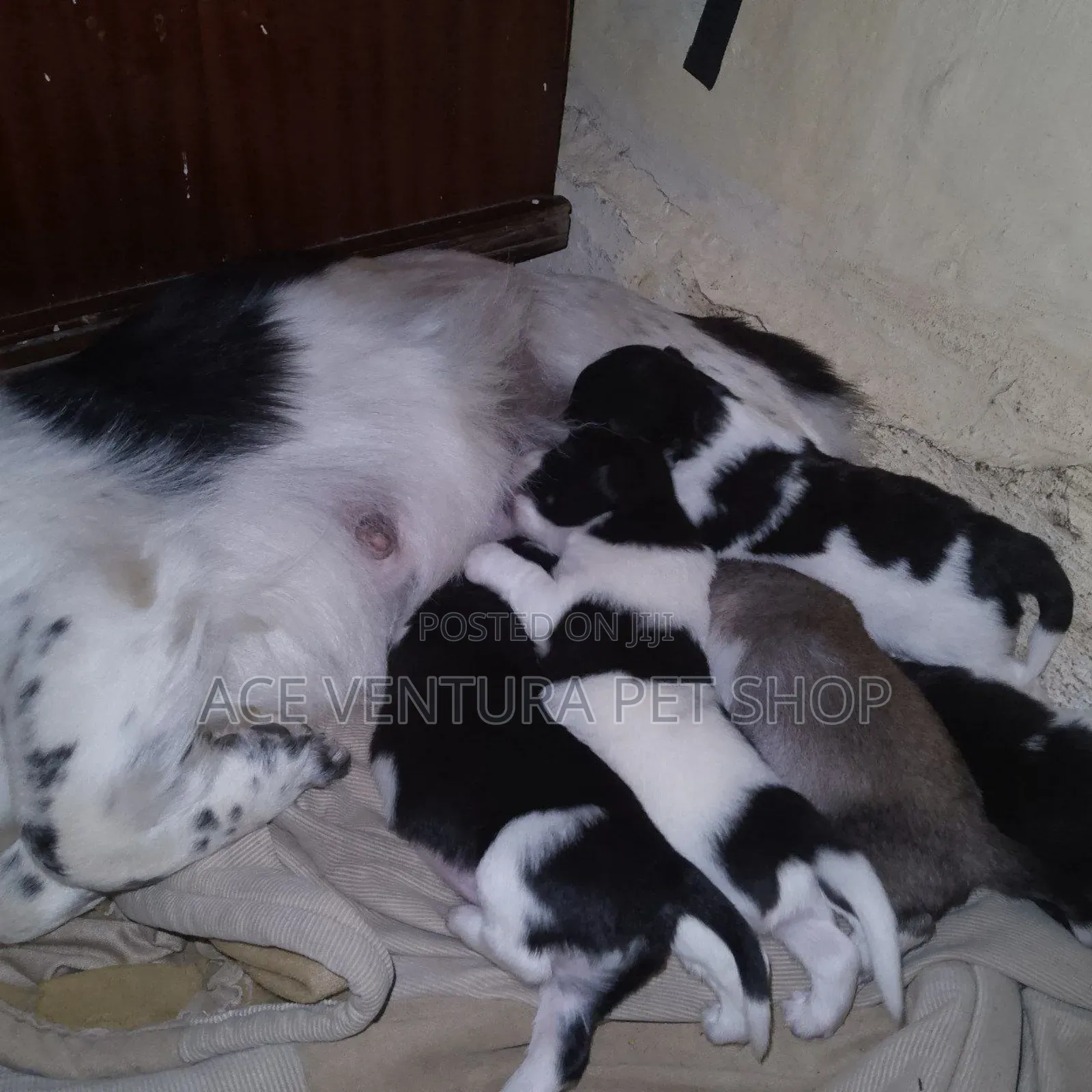 1-3 months Male Purebred Maltese Shih Tzu