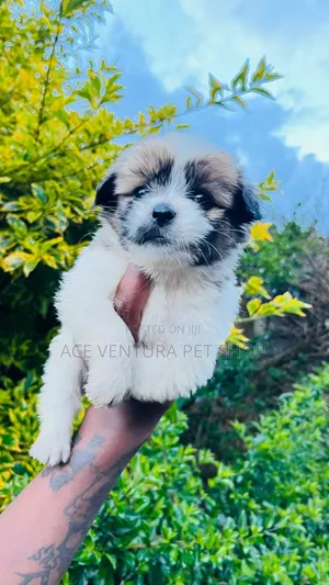 Photo - 1-3 months Male Purebred Maltese