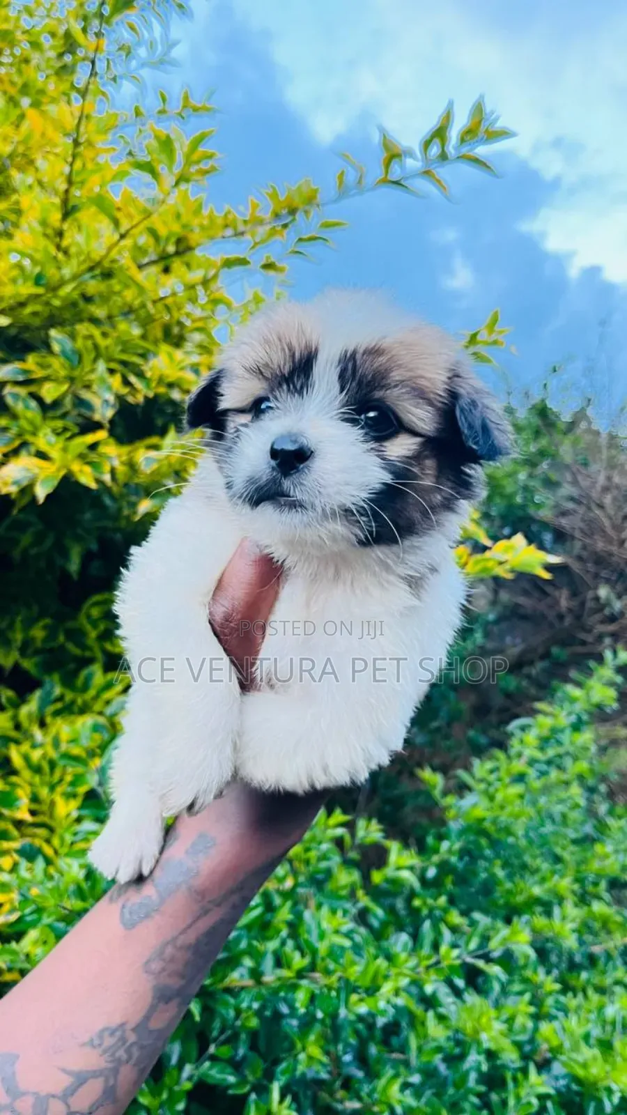 1-3 months Male Purebred Maltese