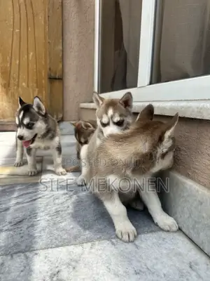 1-3 months Male Purebred Siberian Husky