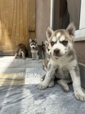 1-3 months Male Purebred Siberian Husky