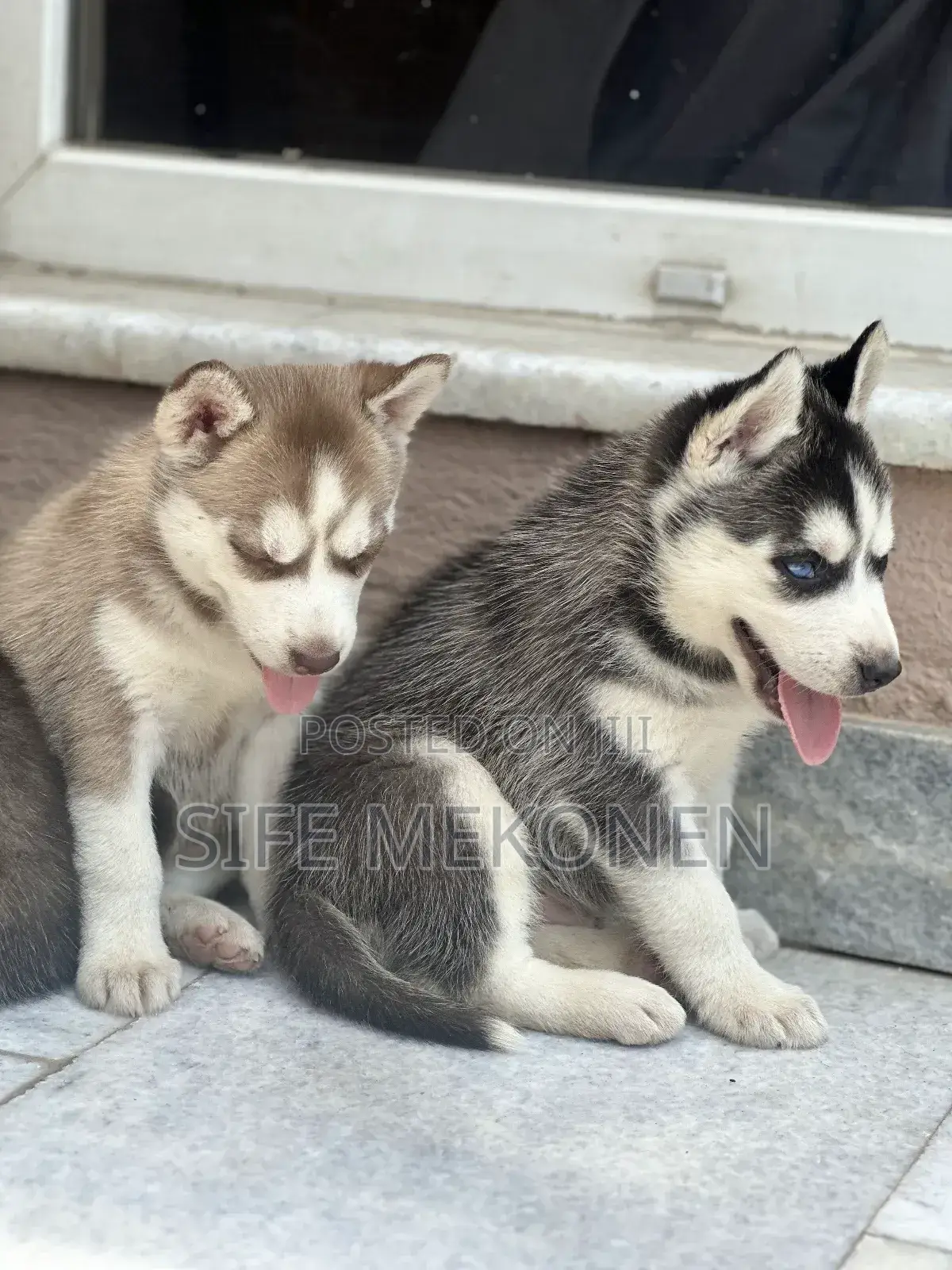 1-3 months Male Purebred Siberian Husky