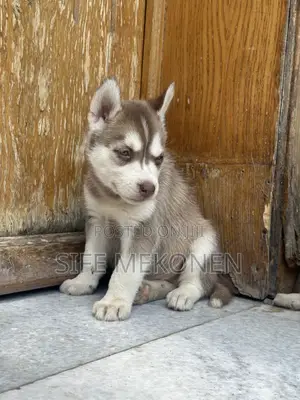 1-3 months Male Purebred Siberian Husky