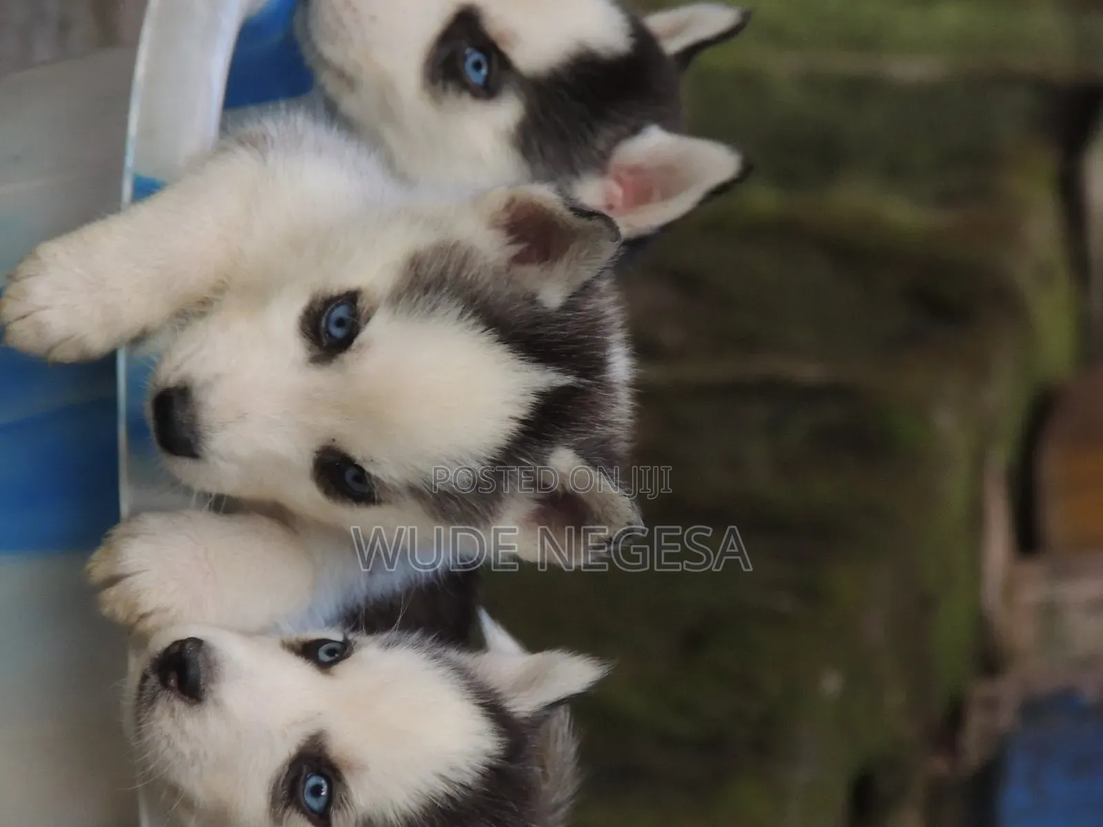 1-3 months Male Purebred Siberian Husky