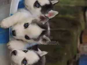 1-3 months Male Purebred Siberian Husky