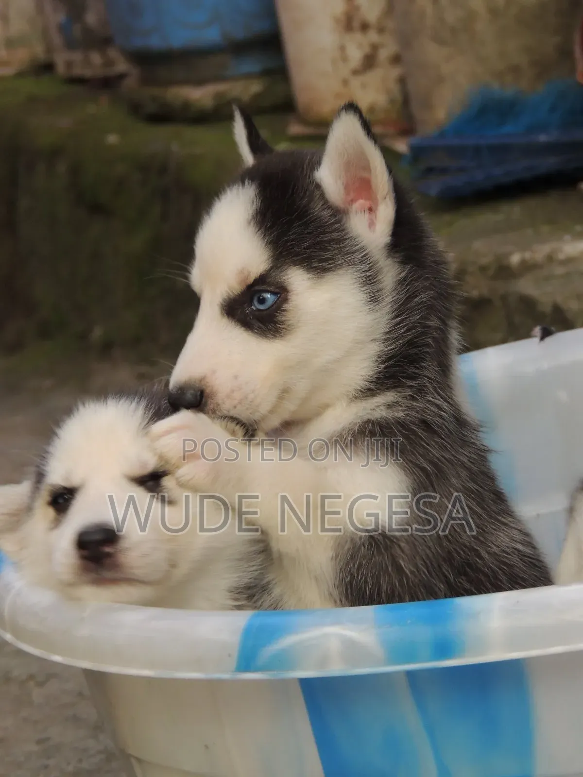 1-3 months Male Purebred Siberian Husky