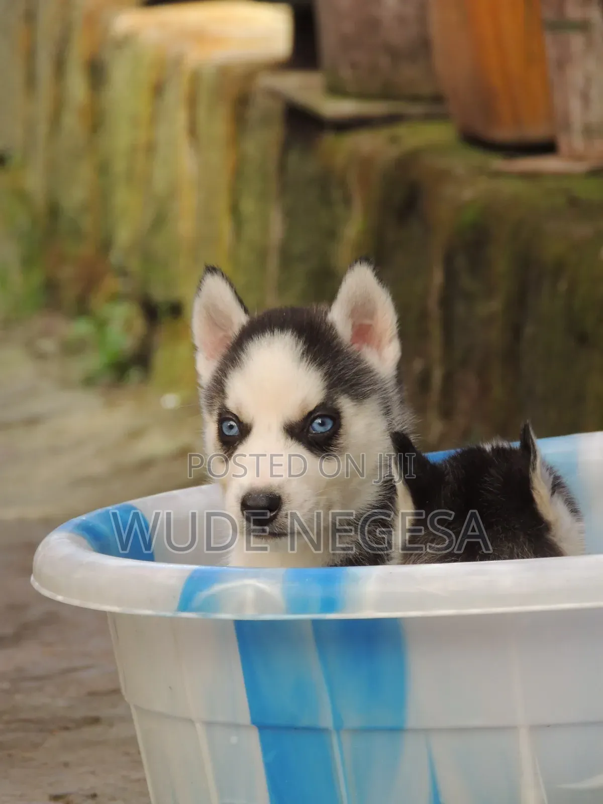 1-3 months Male Purebred Siberian Husky