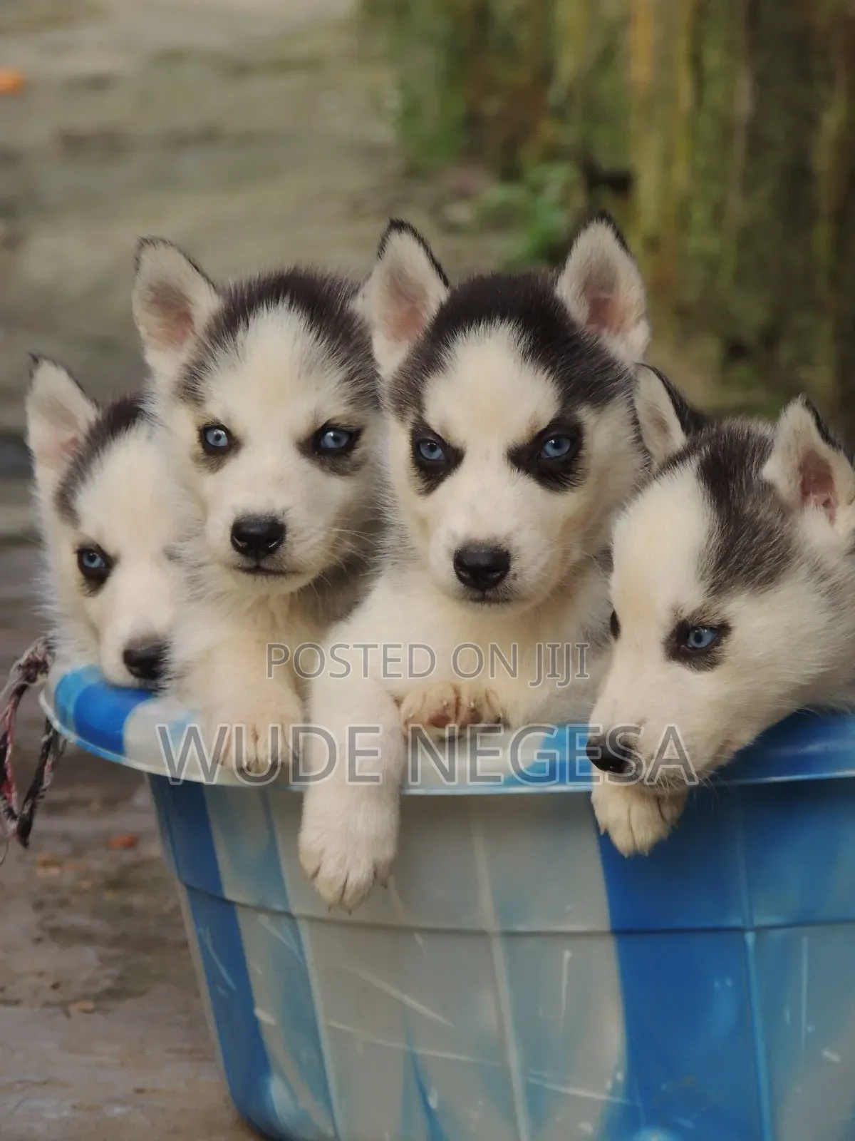 1-3 months Male Purebred Siberian Husky