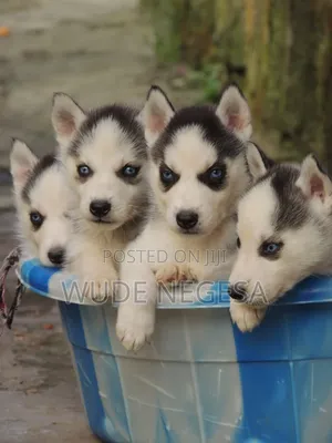 1-3 months Male Purebred Siberian Husky