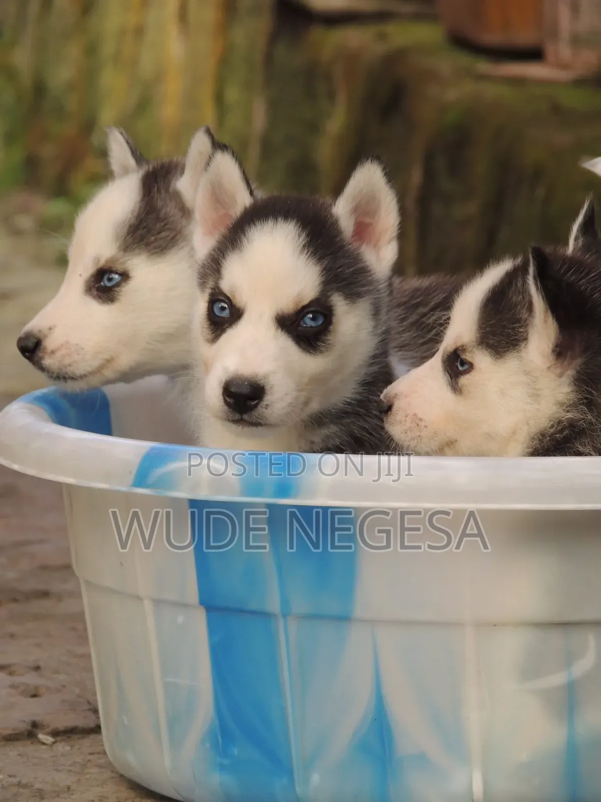 1-3 months Male Purebred Siberian Husky