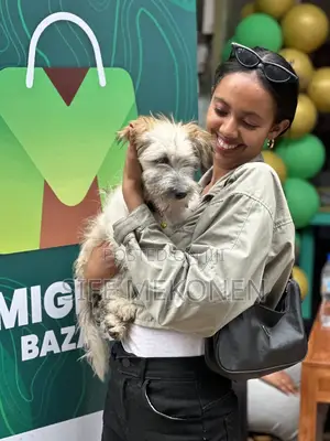 1-3 months Male Purebred Maltese