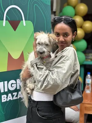 1-3 months Male Purebred Maltese