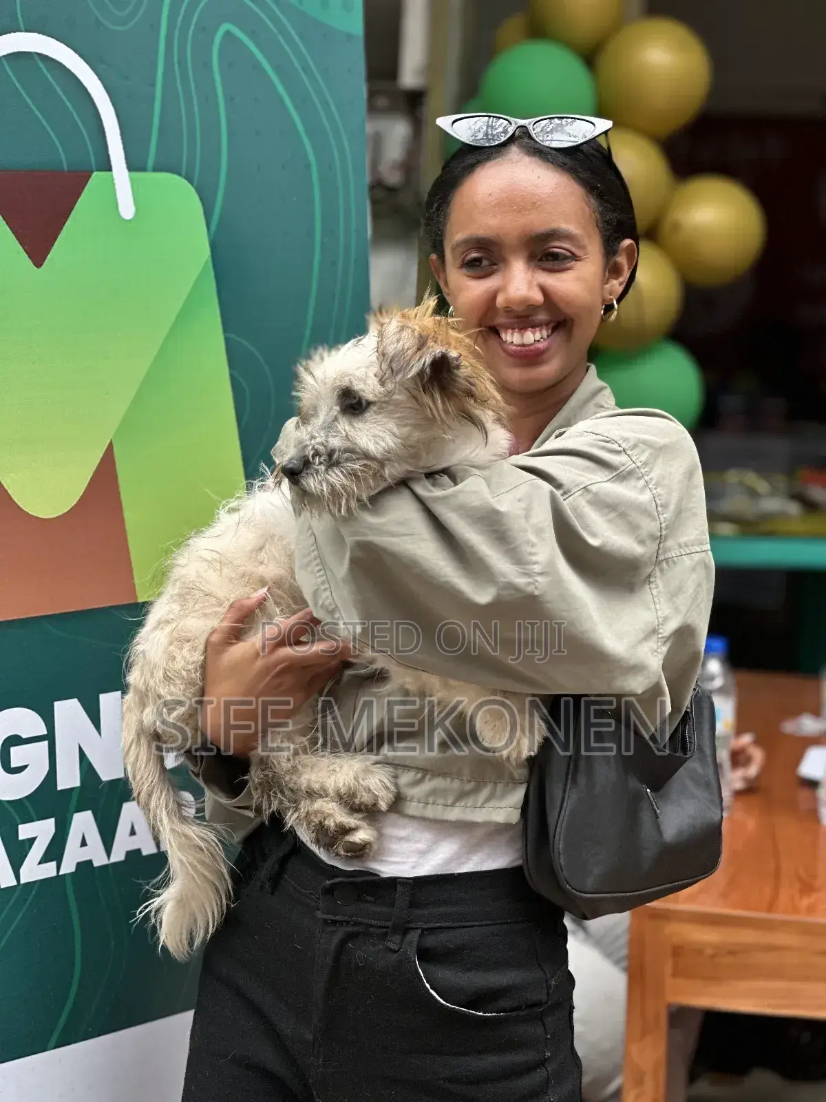 1-3 months Male Purebred Maltese