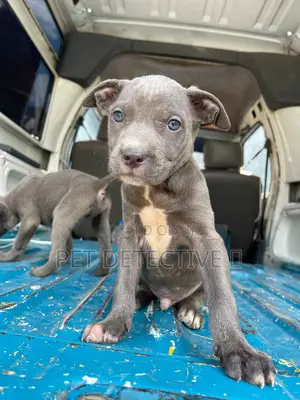 Photo - 1-3 months Male Purebred American Pit Bull Terrier