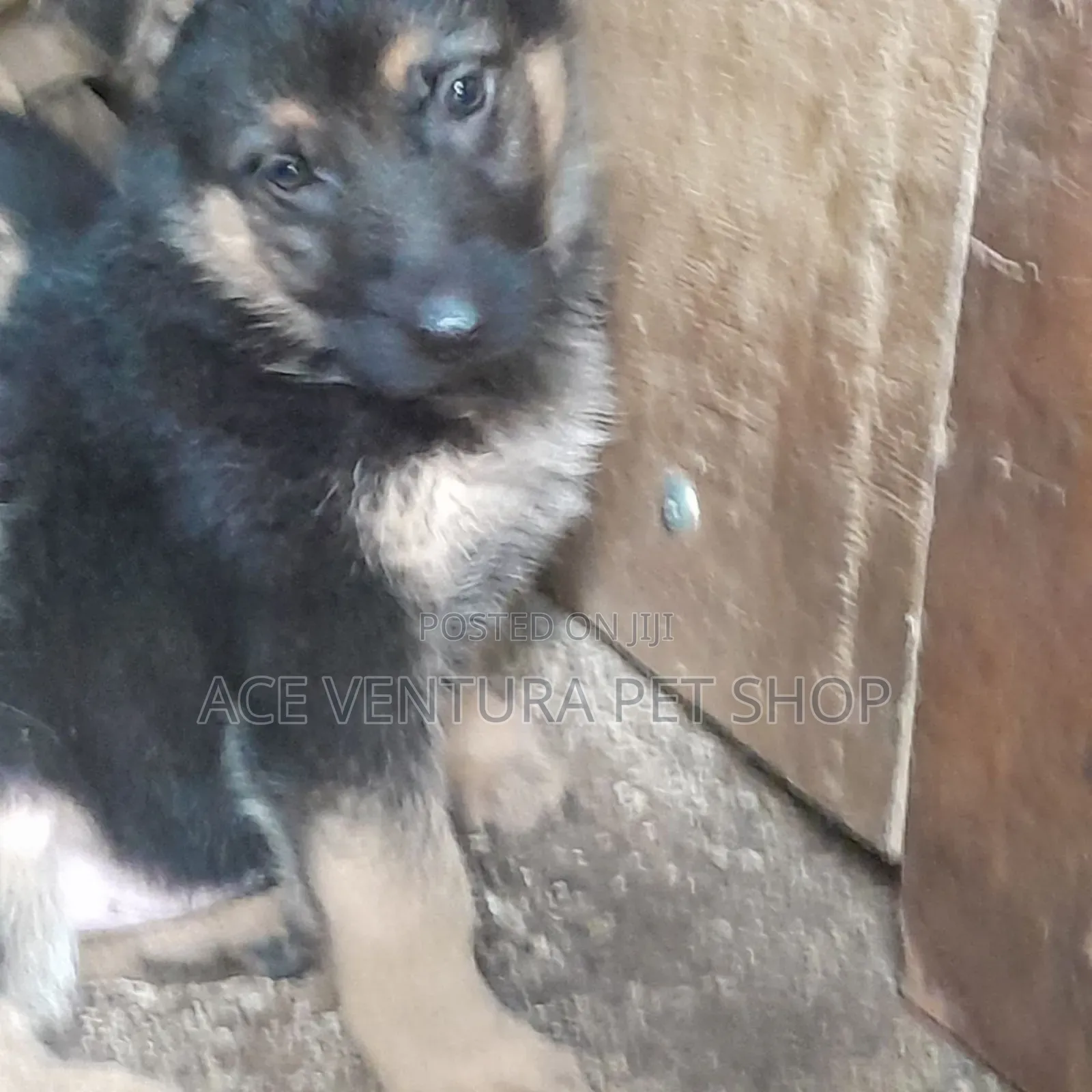 1-3 months Male Purebred German Shepherd