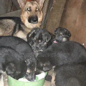 1-3 months Male Purebred German Shepherd