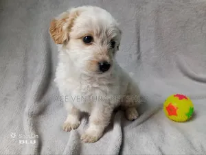 1-3 months Male Purebred Maltese