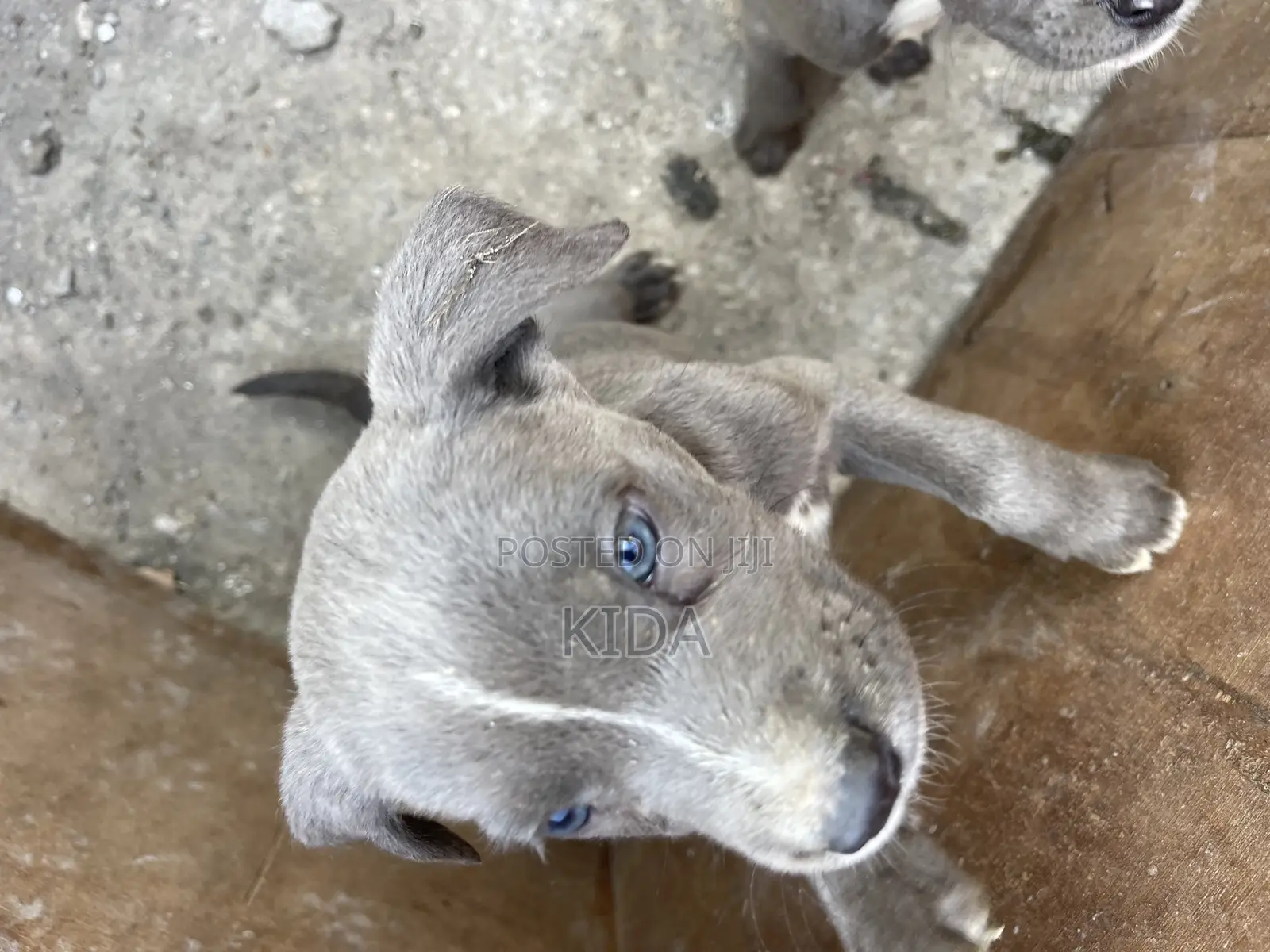 1-3 months Male Purebred American Pit Bull Terrier