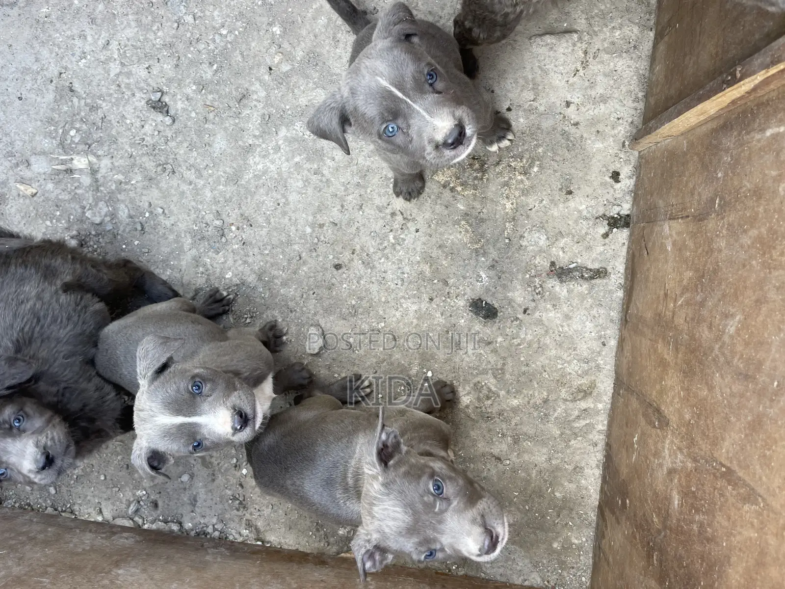 1-3 months Male Purebred American Pit Bull Terrier