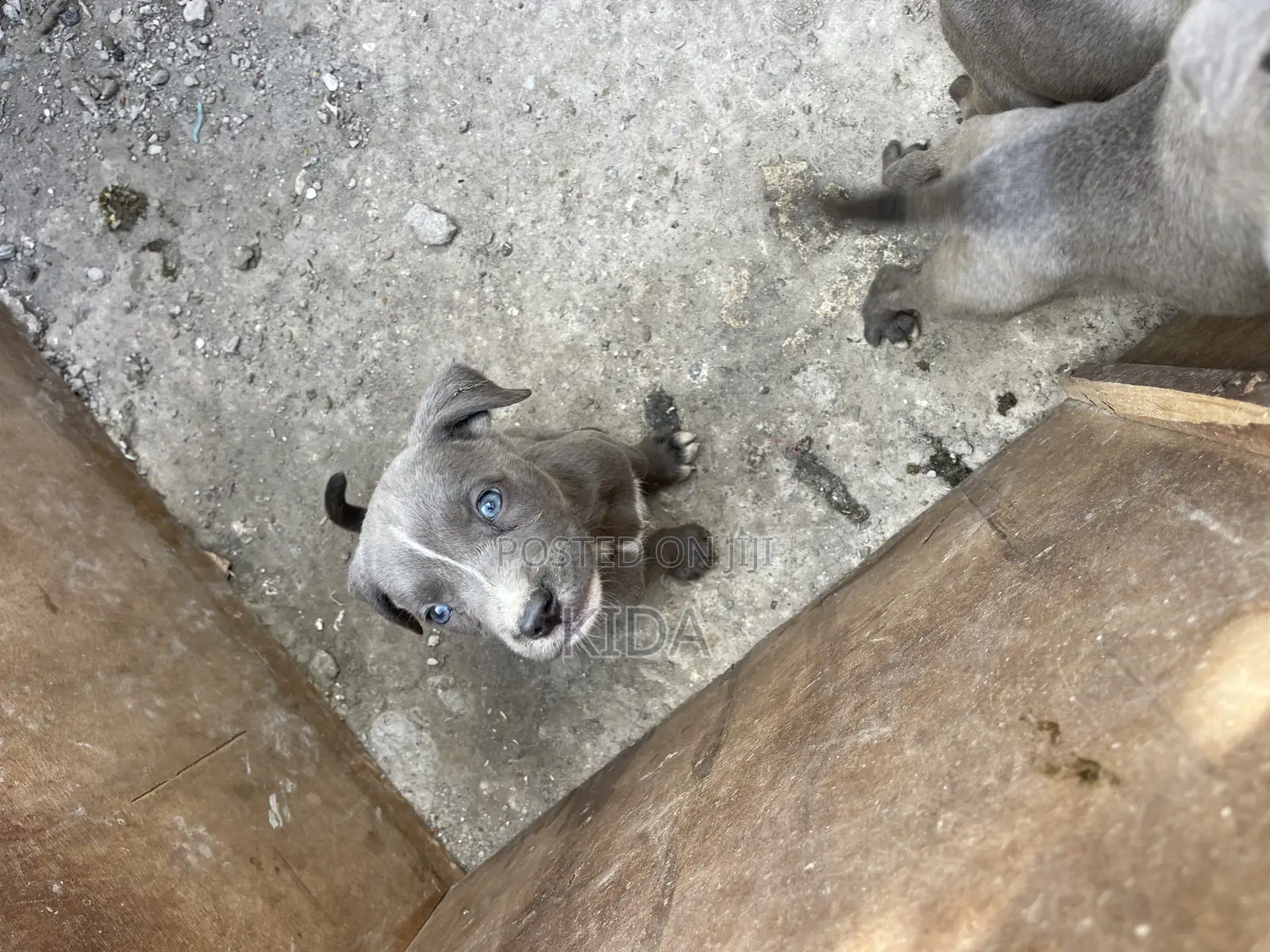 1-3 months Male Purebred American Pit Bull Terrier