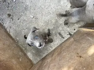 1-3 months Male Purebred American Pit Bull Terrier