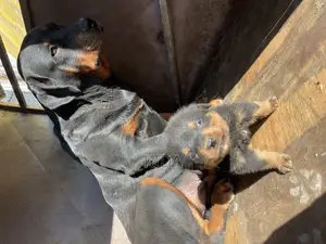 1-3 months Male Purebred Rottweiler