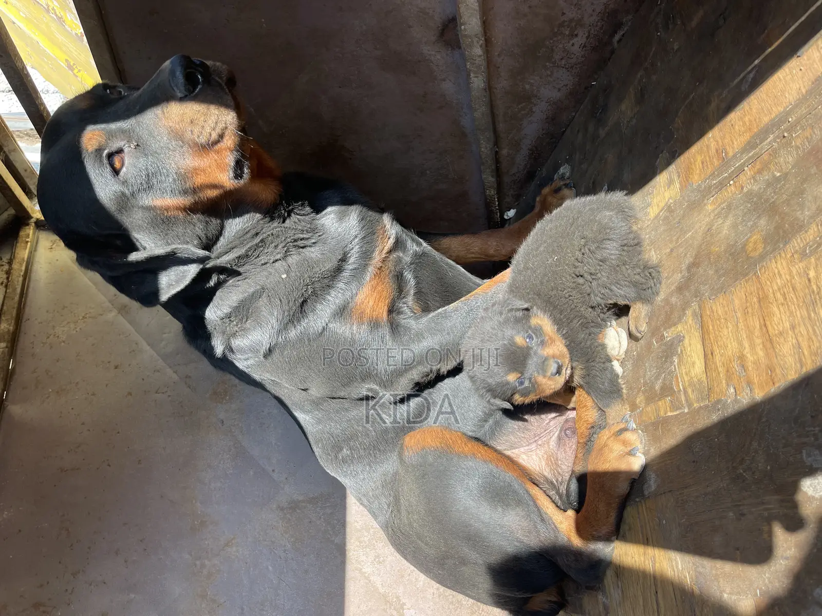 1-3 months Male Purebred Rottweiler