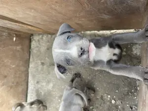 1-3 months Male Purebred American Pit Bull Terrier