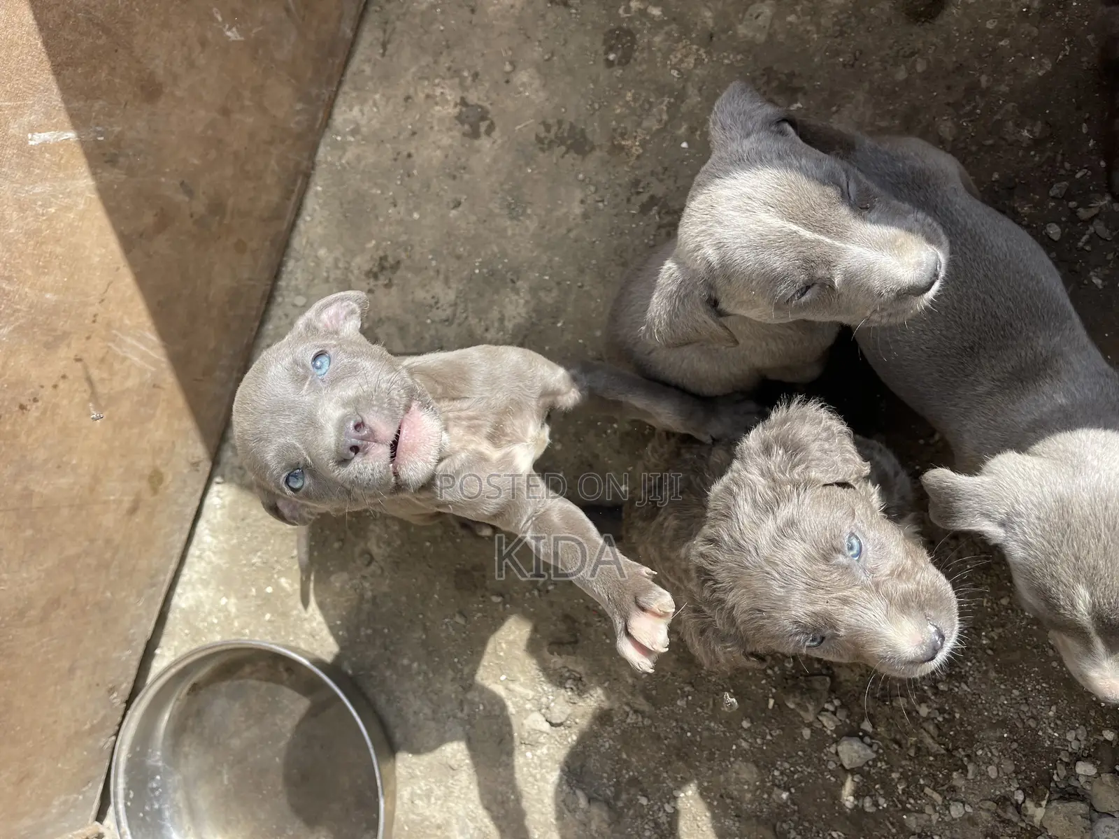 1-3 months Male Purebred American Pit Bull Terrier