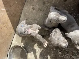 1-3 months Male Purebred American Pit Bull Terrier