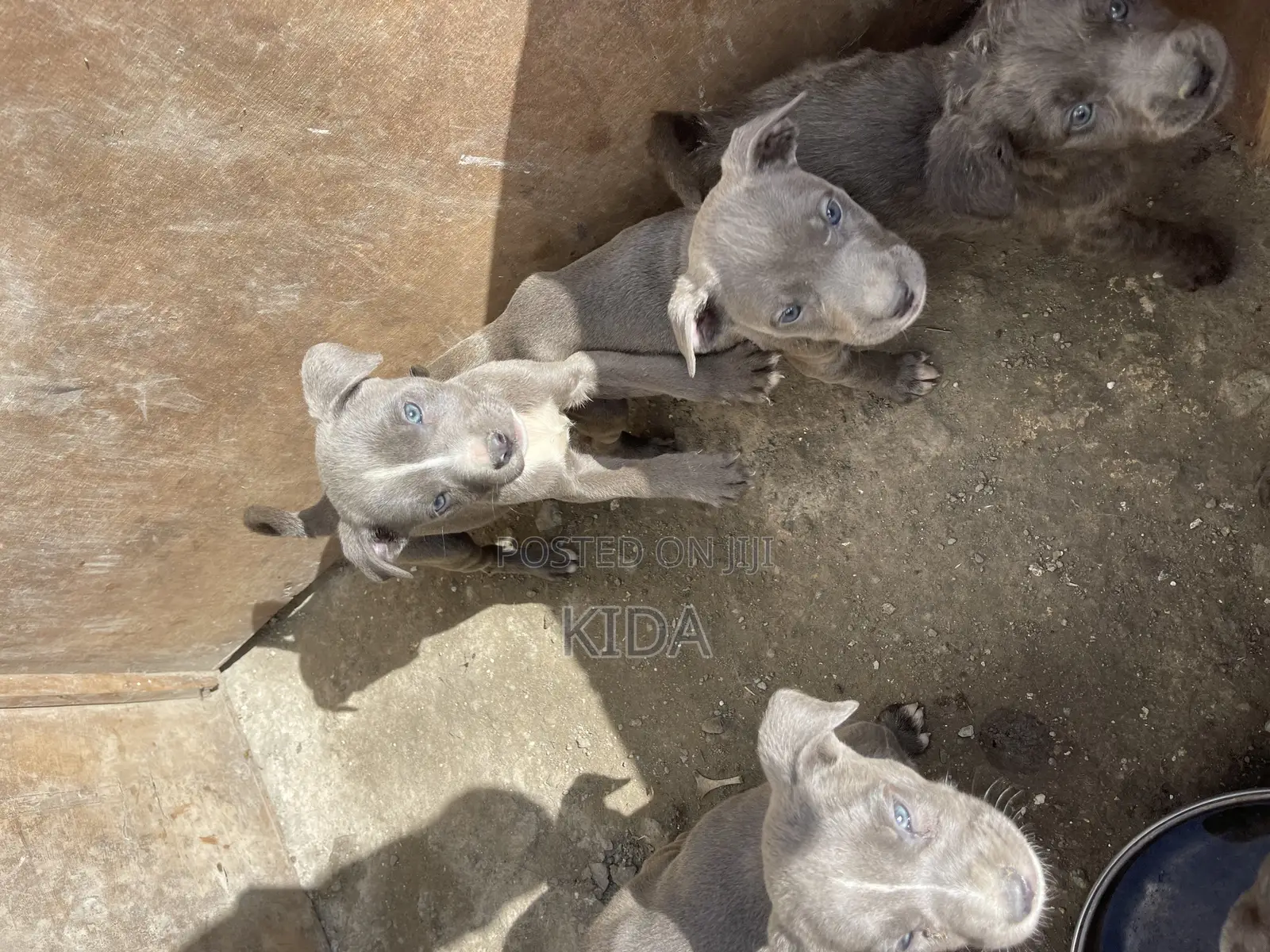 1-3 months Male Purebred American Pit Bull Terrier