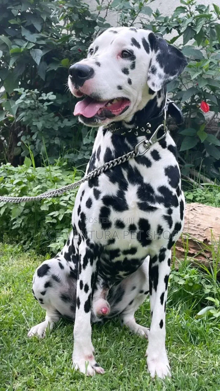 1-3 months Male Purebred Dalmatian