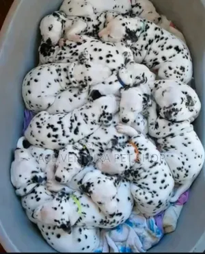 1-3 months Male Purebred Dalmatian