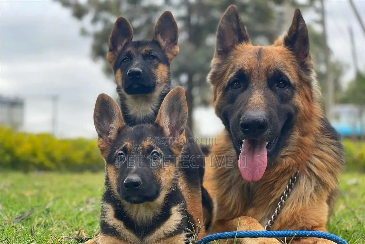 1-3 months Male Purebred German Shepherd