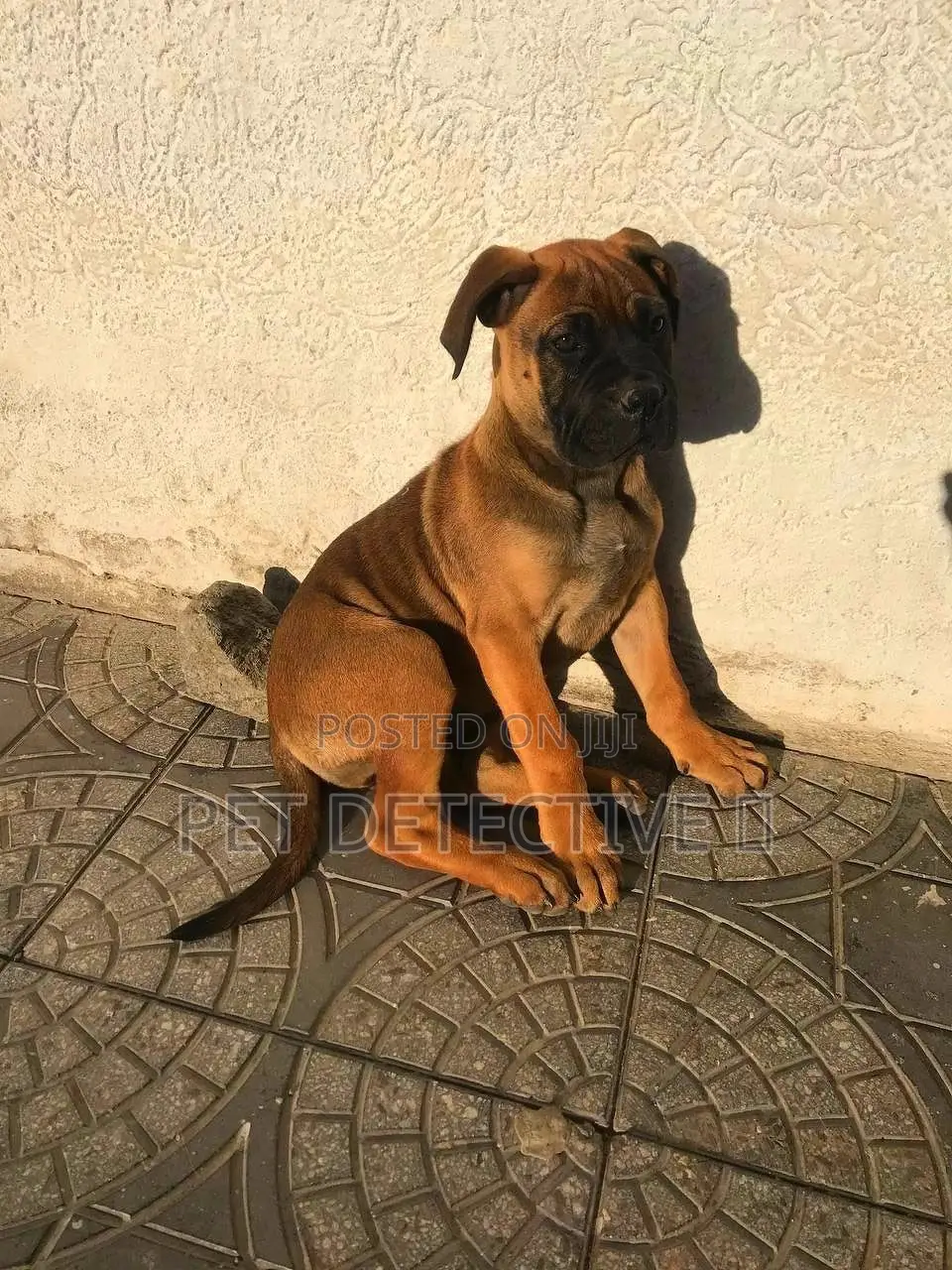 1-3 months Male Purebred Bullmastiff