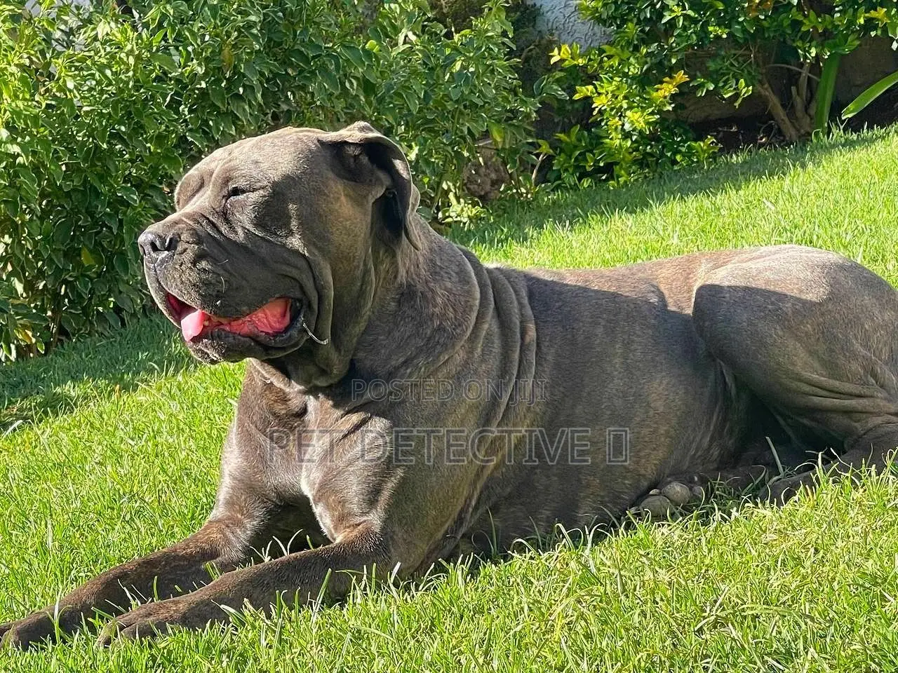 1-3 months Male Purebred Bullmastiff