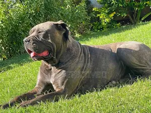 1-3 months Male Purebred Bullmastiff