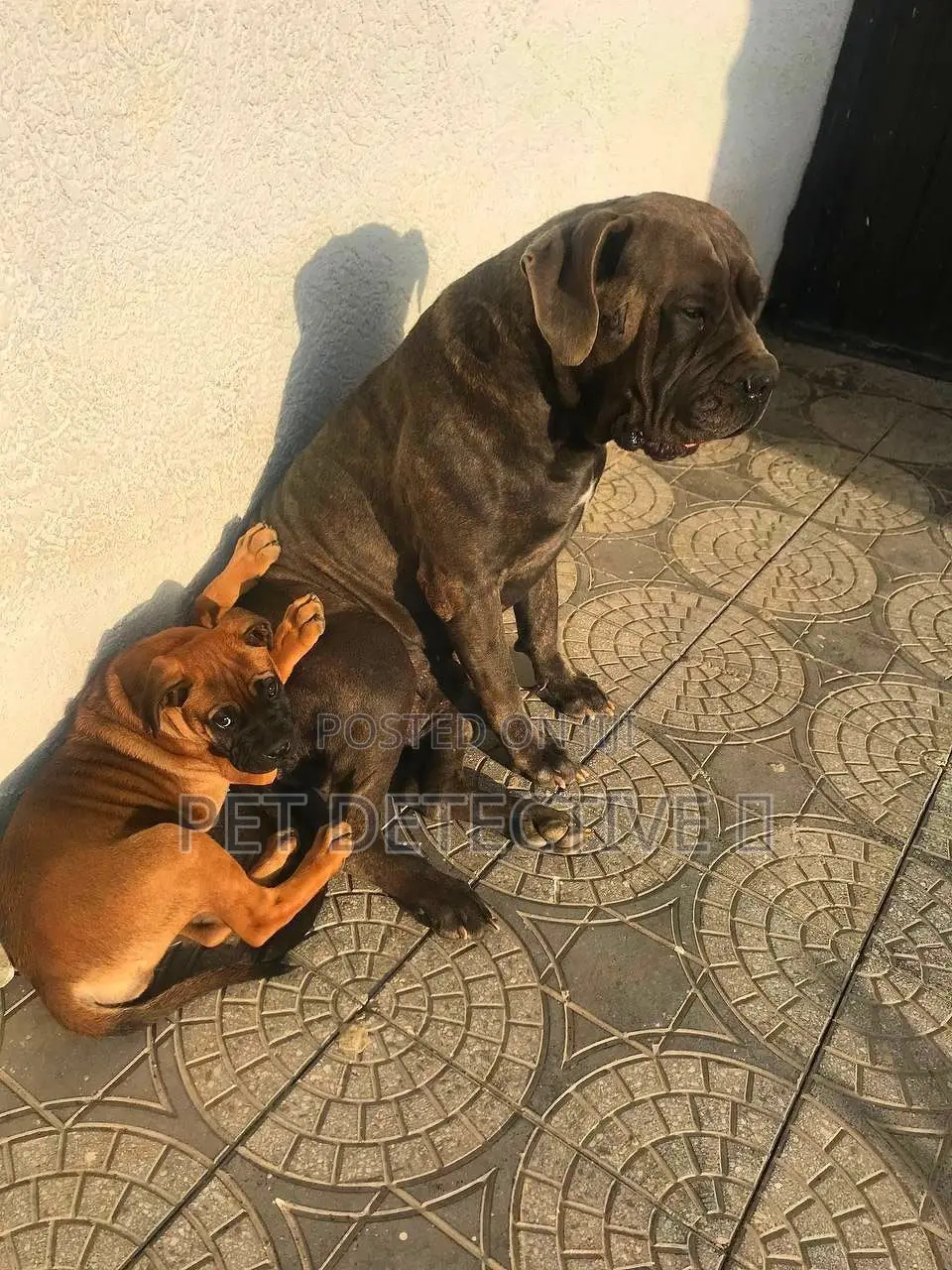 1-3 months Male Purebred Mastiff