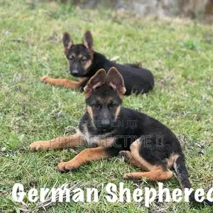 Photo - 1-3 months Male Purebred German Shepherd
