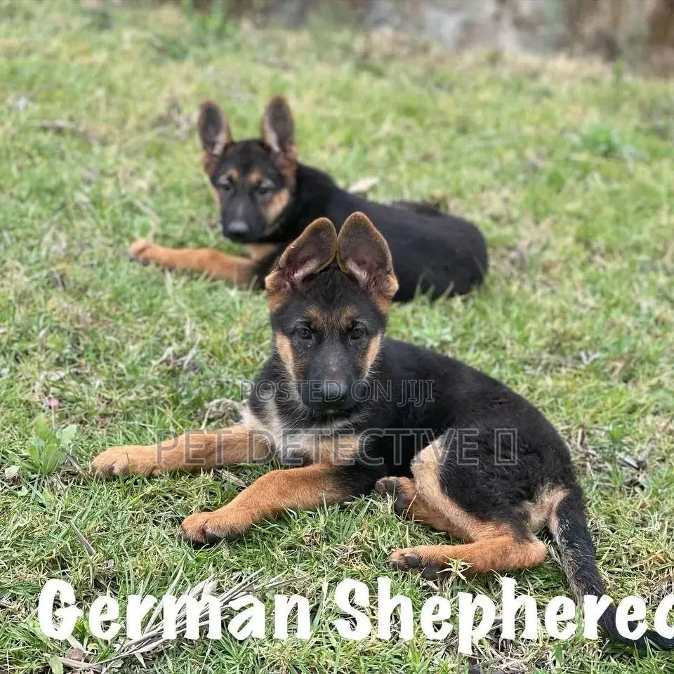 1-3 months Male Purebred German Shepherd