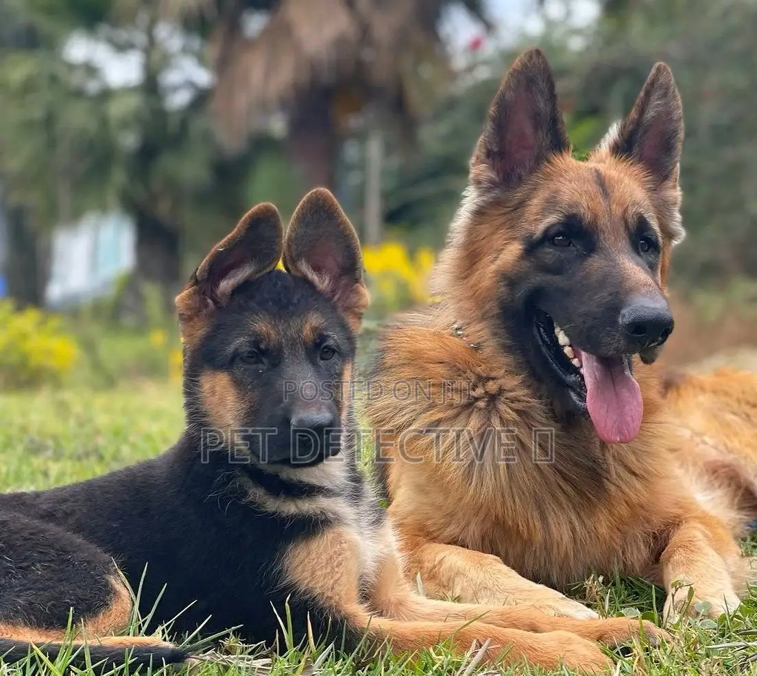 1-3 months Male Purebred German Shepherd