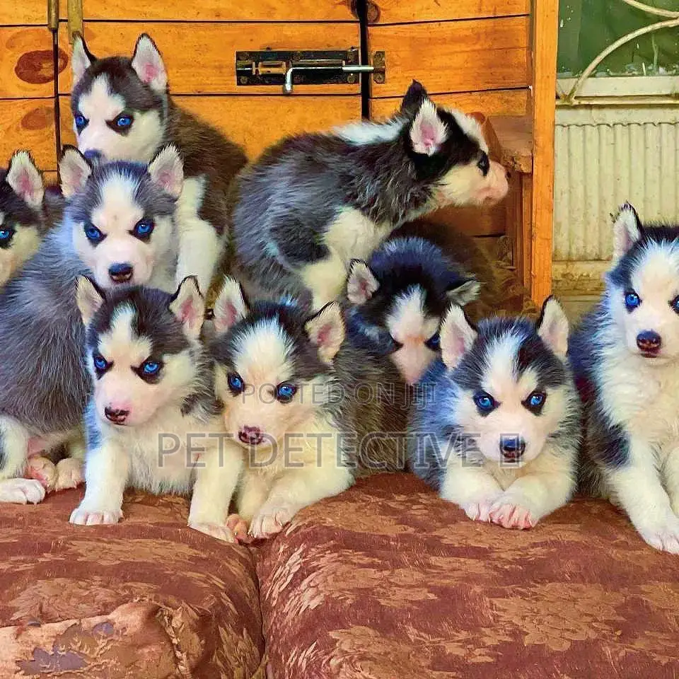 1-3 months Male Purebred Siberian Husky