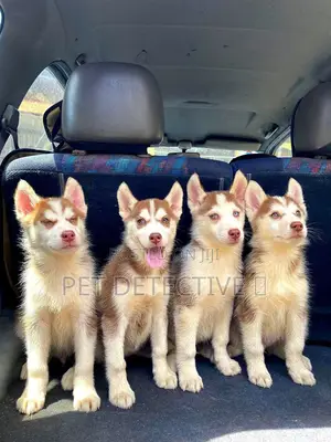 Photo - 1-3 months Female Purebred Siberian Husky