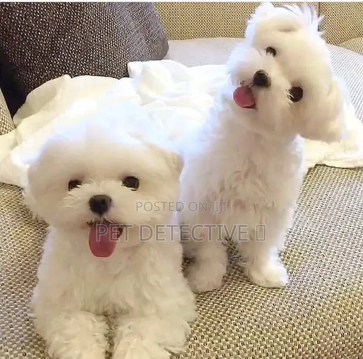 1-3 months Male Purebred Maltese