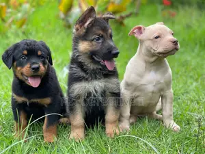 Photo - 1-3 months Male Purebred Boerboel