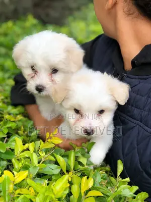 Photo - 1-3 months Male Purebred Maltese