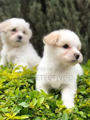 Photo - 1-3 months Male Purebred Maltese