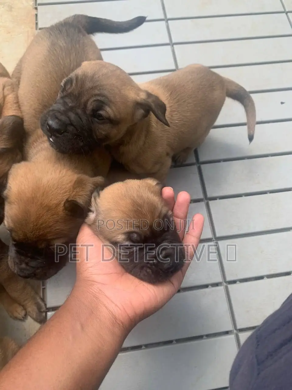 1-3 months Male Purebred Bullmastiff