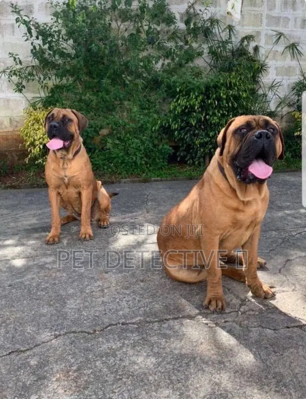 1-3 months Male Purebred Bullmastiff