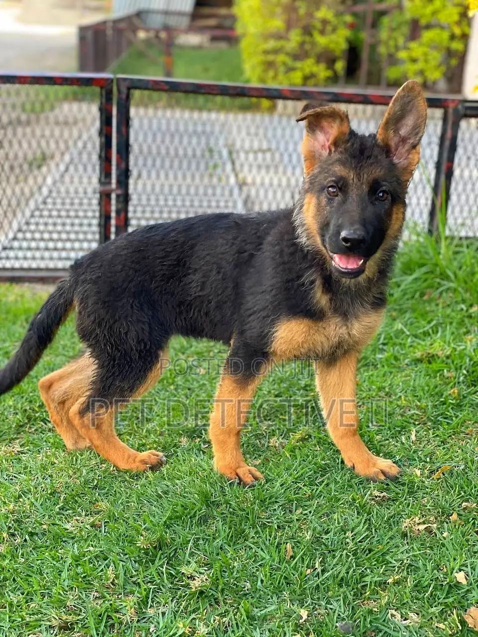 1-3 months Male Purebred German Shepherd